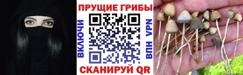 OMG   Заволжье  Галлюциногенные грибы GOLDEN TEACHER 